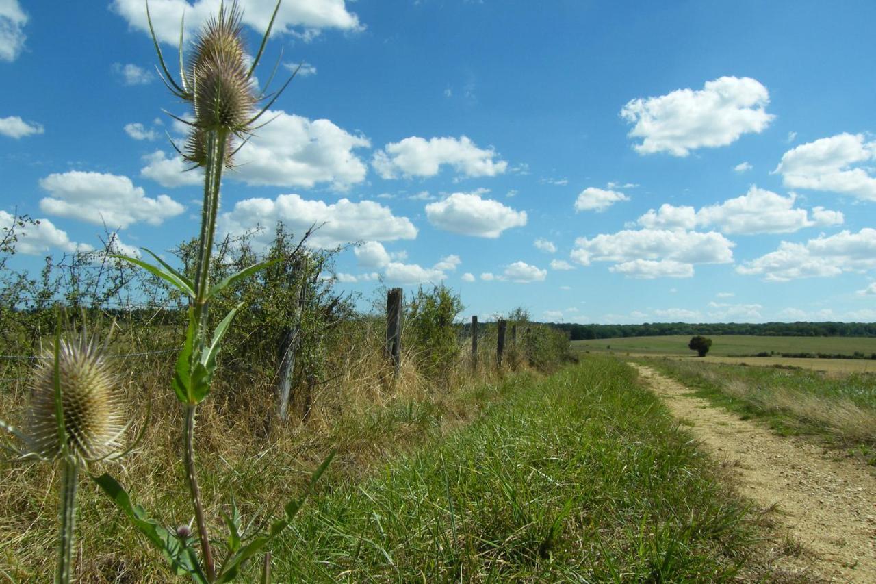 Le Sanglier Sauvage * Champsevraine